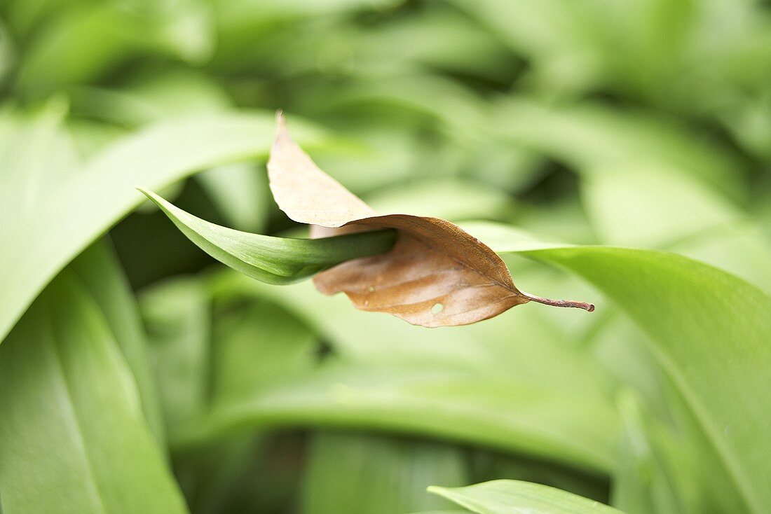 Dead leaf on a ramsons (wild garlic) leaf