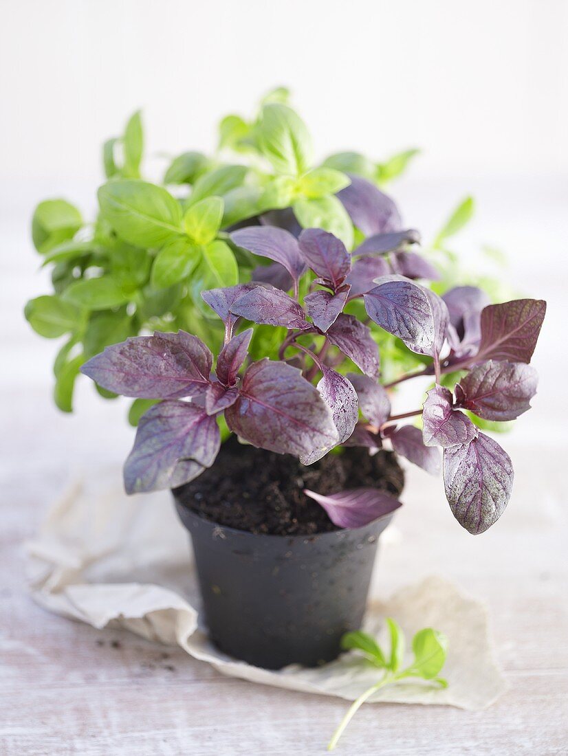 Red and green basil in a pot