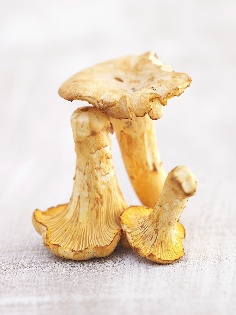 Three chanterelles