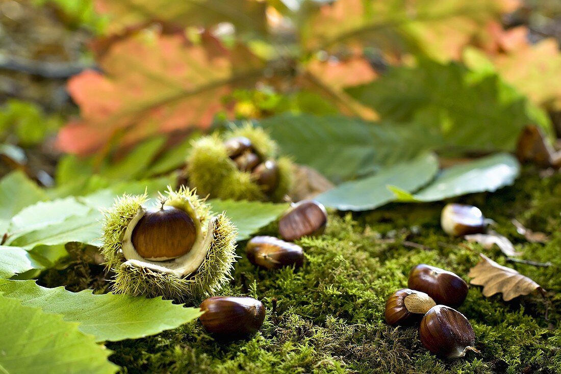 Sweet chestnuts on forest floor with fallen chestnut leaves