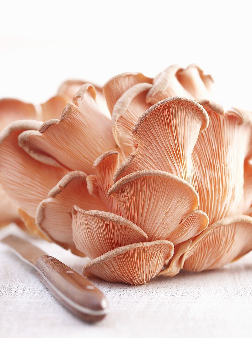 Pink oyster mushrooms