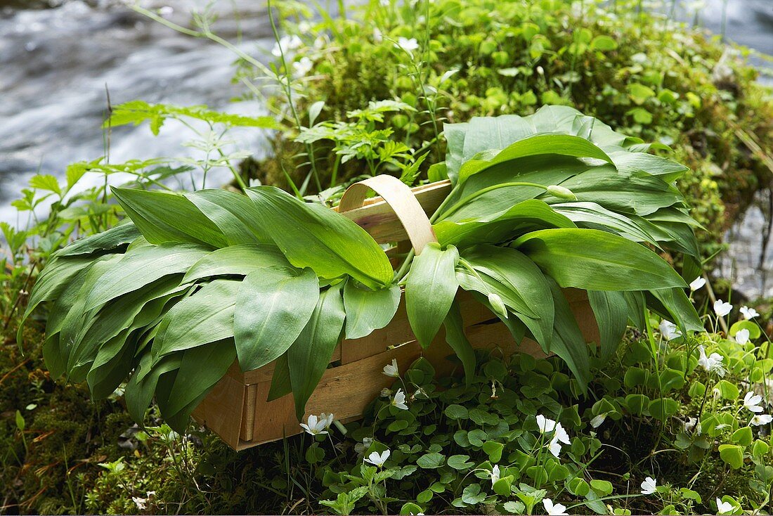 Ramsons (wild garlic) in basket by stream