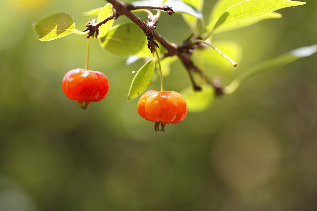 Surinamkirsche (Eugenia uniflora), auch Pitanga