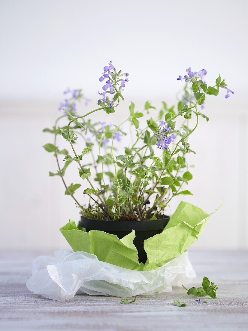 Flowering mint in a pot