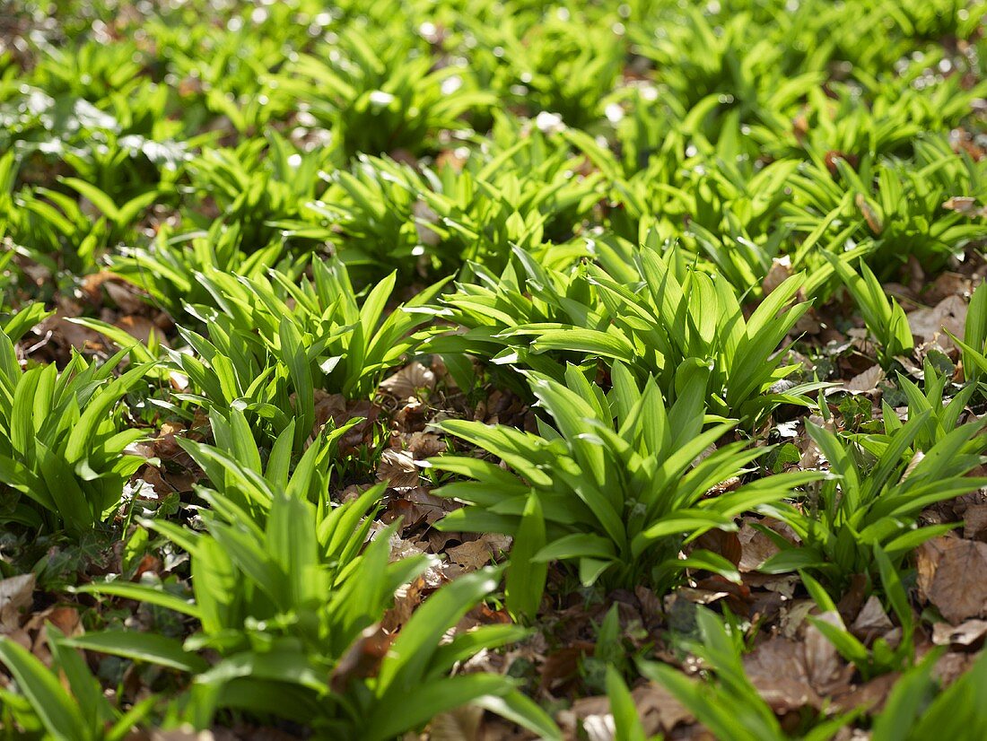 Ramsons (wild garlic) in a wood