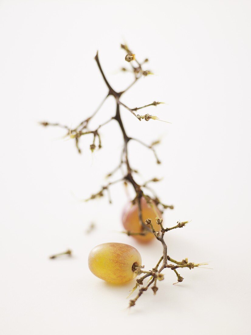 Grape stalks with two grapes