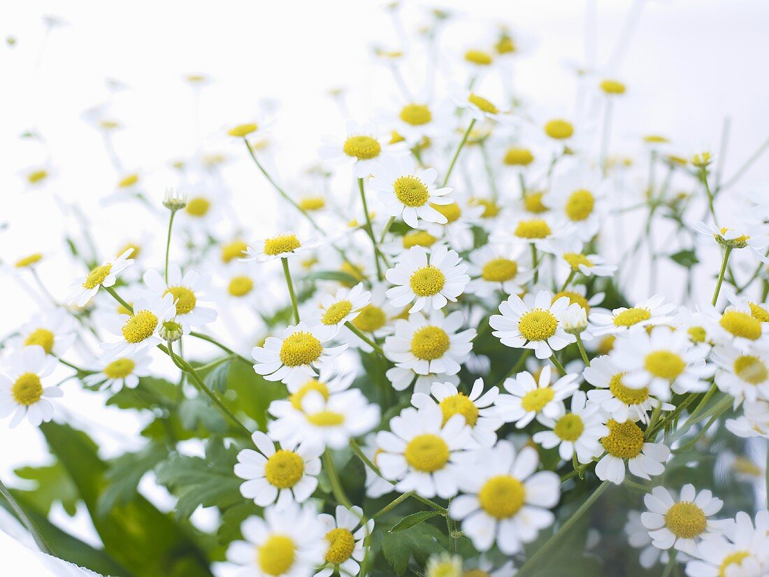 Chamomile flowers