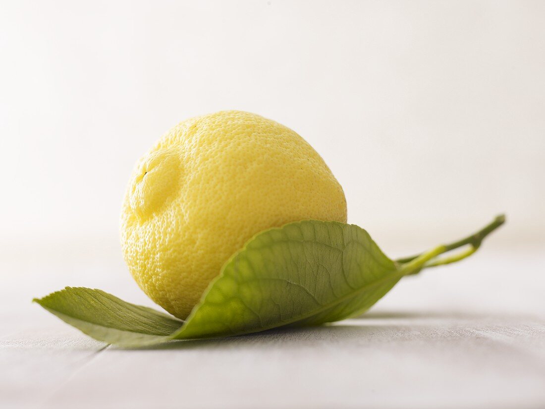 Zitrone auf Blatt