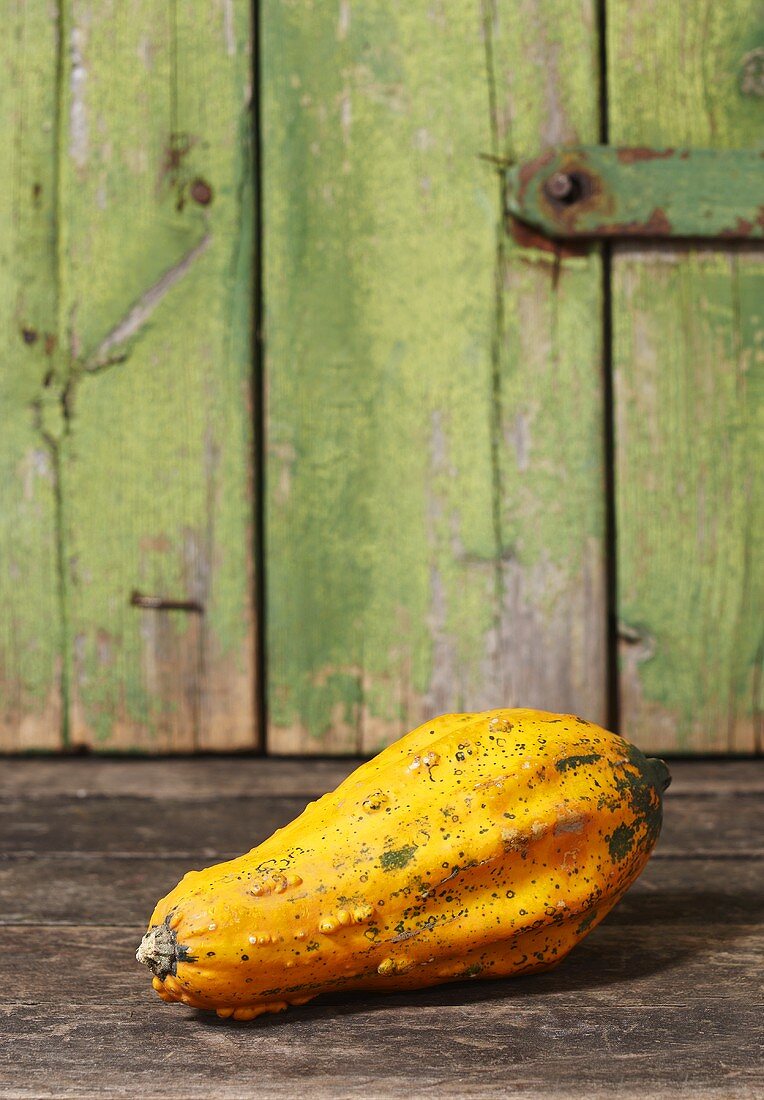 Yellow ornamental gourd (variety: Maya Mix)