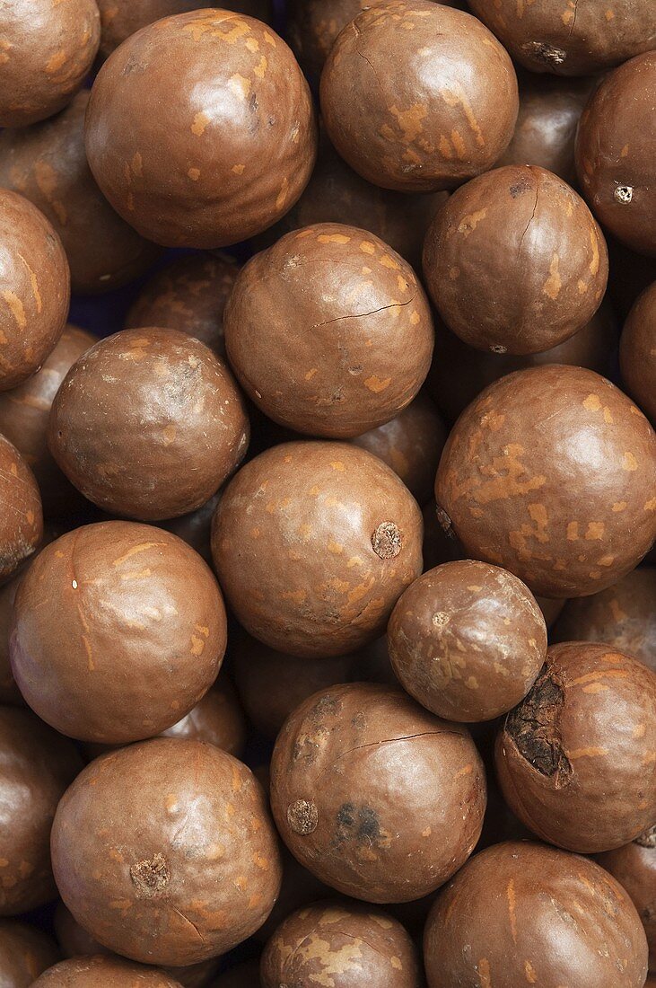 Macadamia nuts in their shells, full-frame