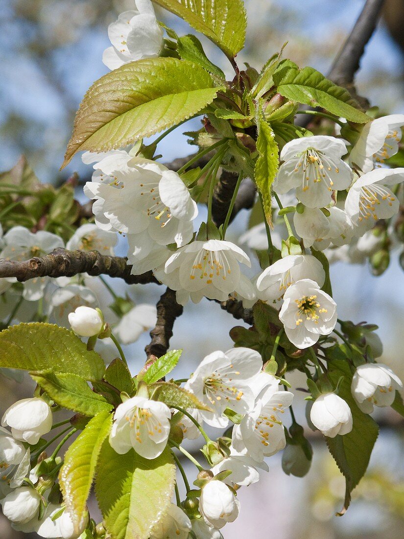 Kirschblüten am Zweig