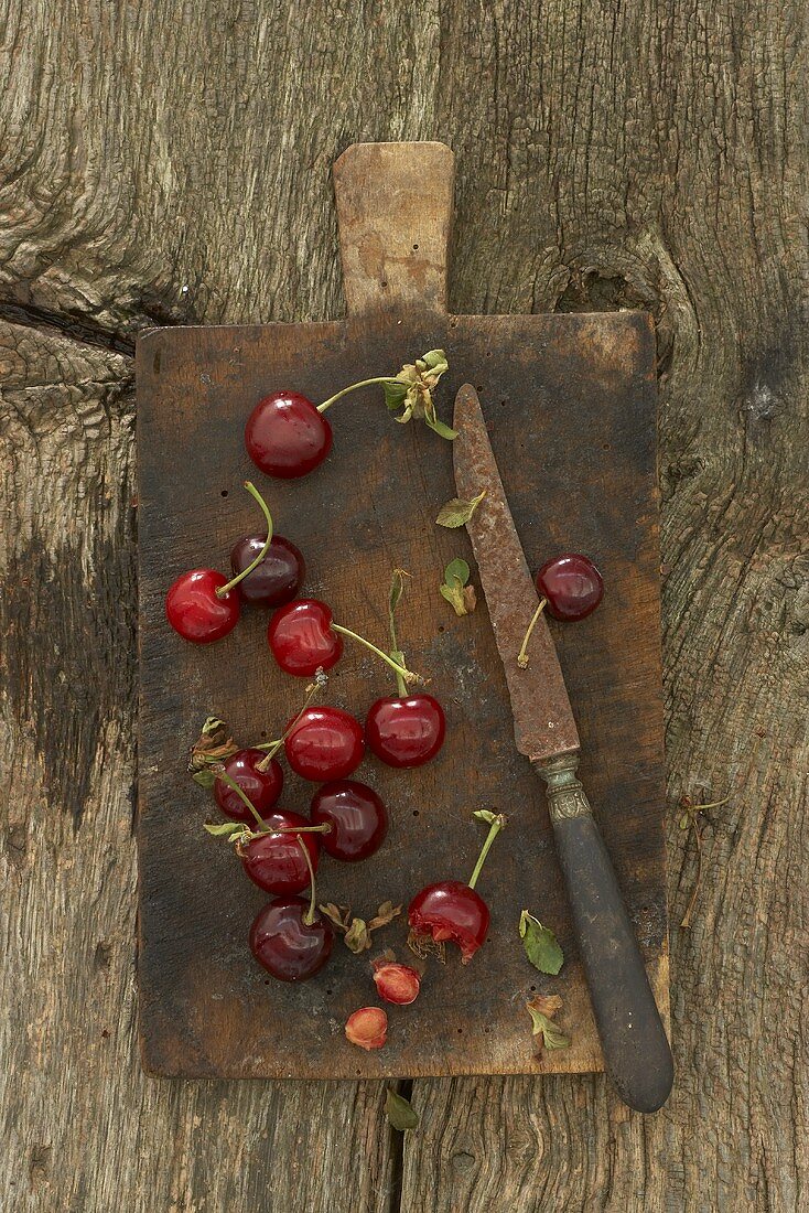 Morello cherries on old chopping board with knife