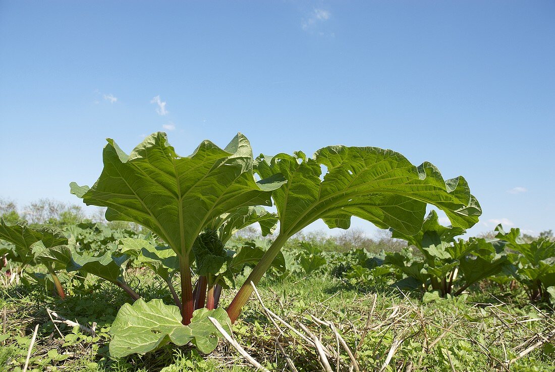 Rhubarb plant in the field