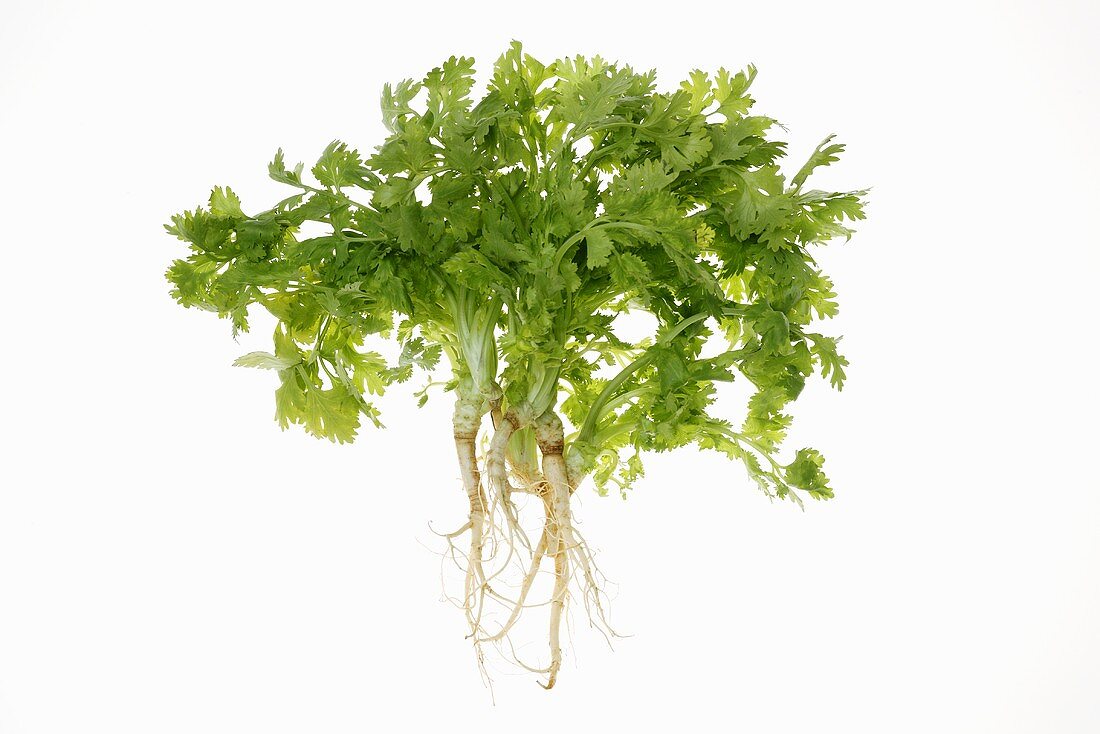 Coriander with roots