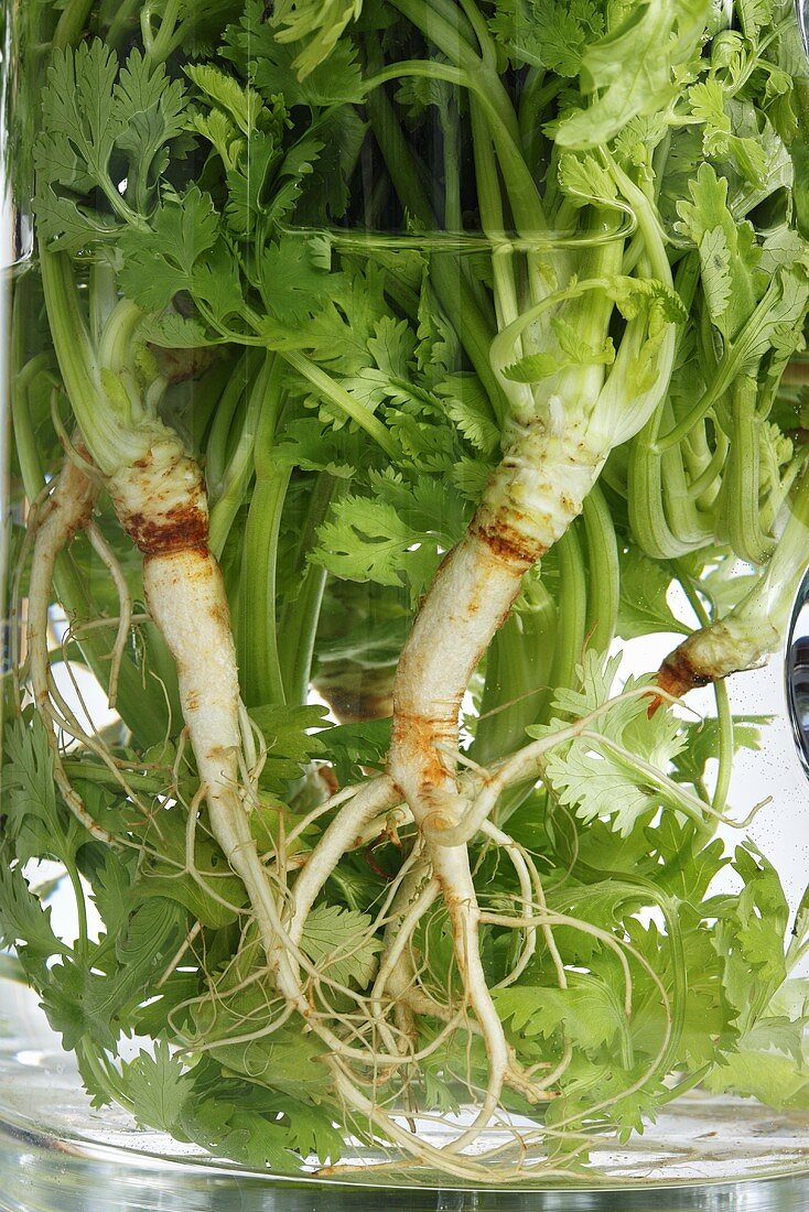 Coriander with roots (close-up)