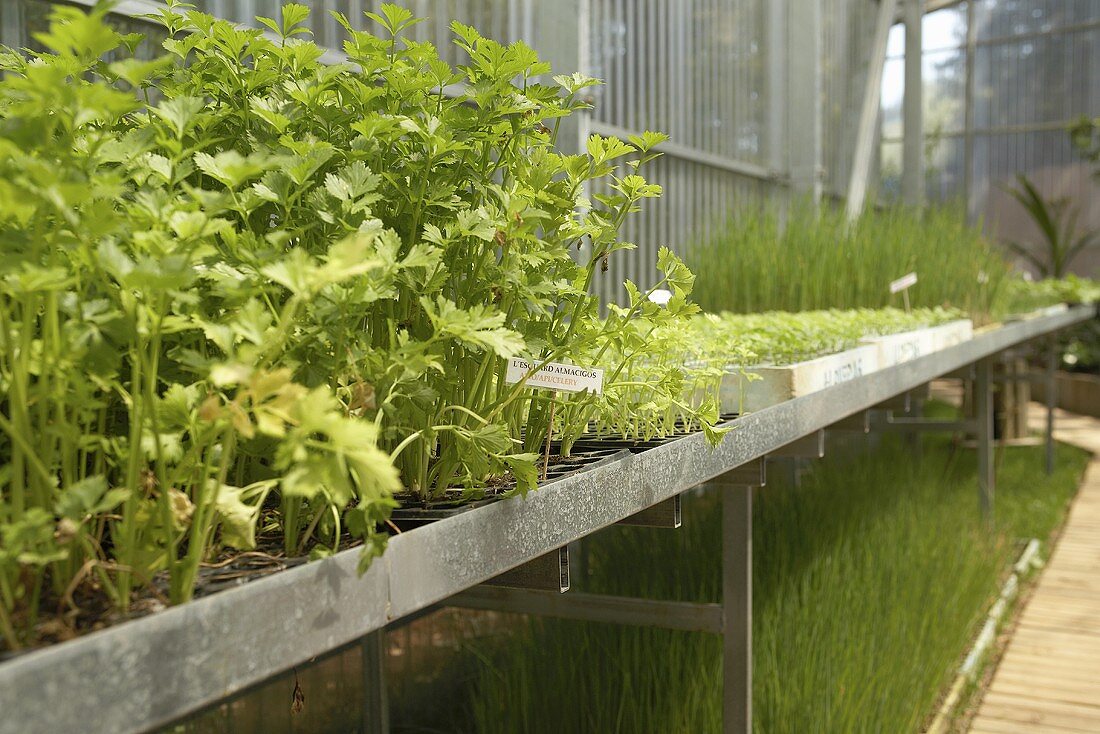 Vegetables and herbs in a greenhouse