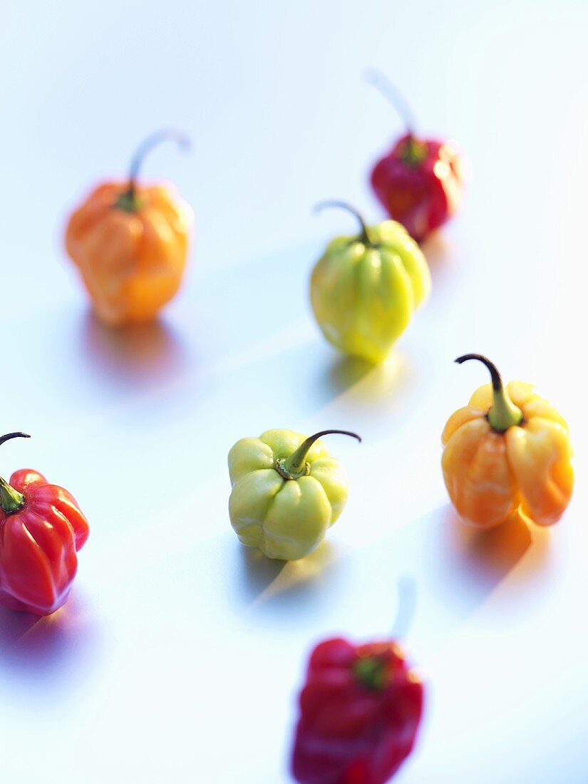 Habanero chillies of various colours
