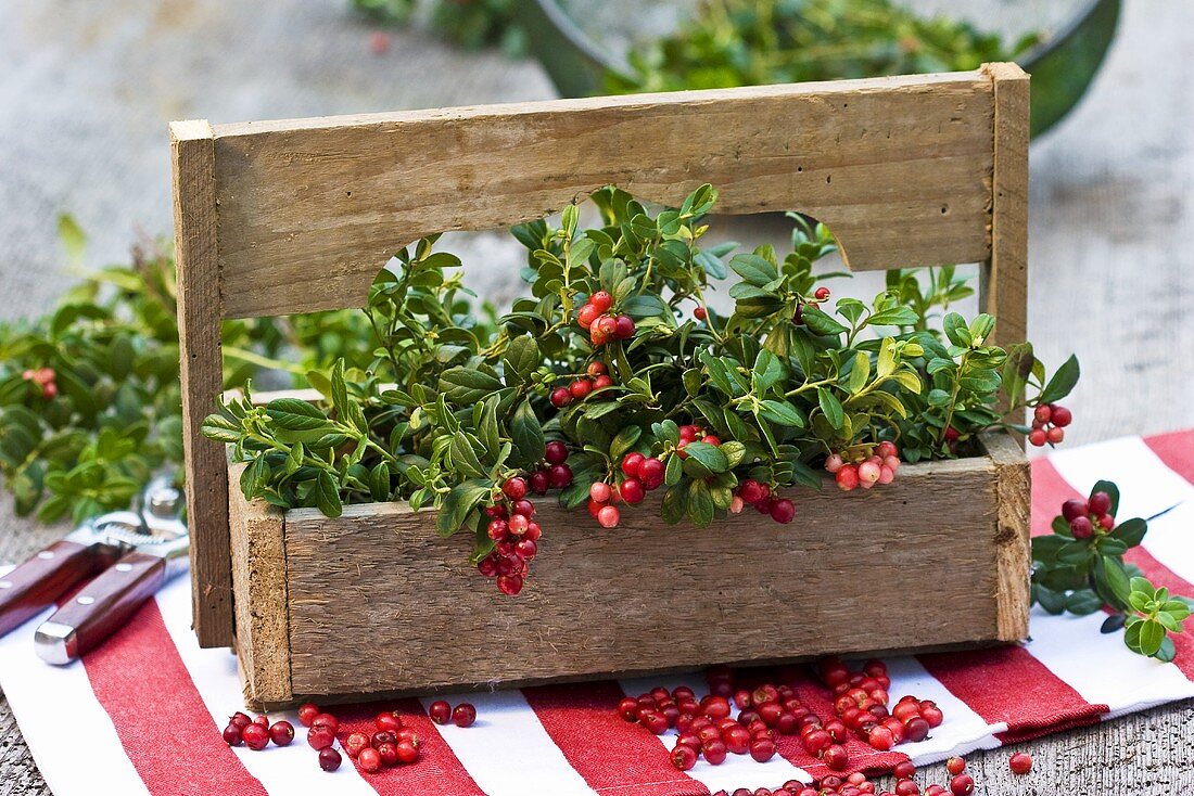 Preiselbeeren in einer Holzkiste