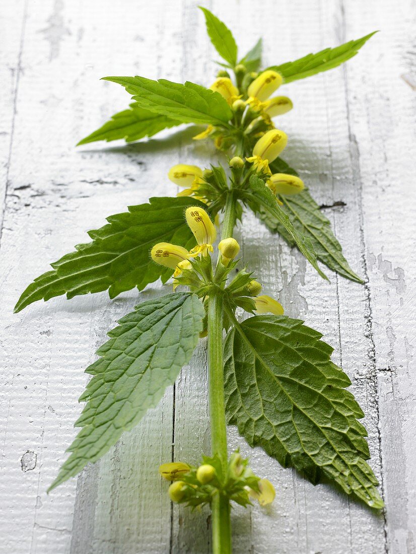 Flowering dead-nettle