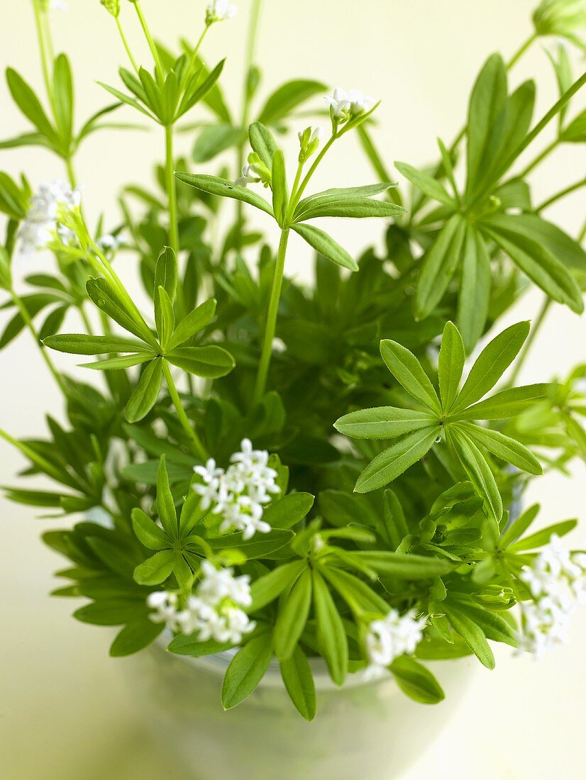 Woodruff with flowers