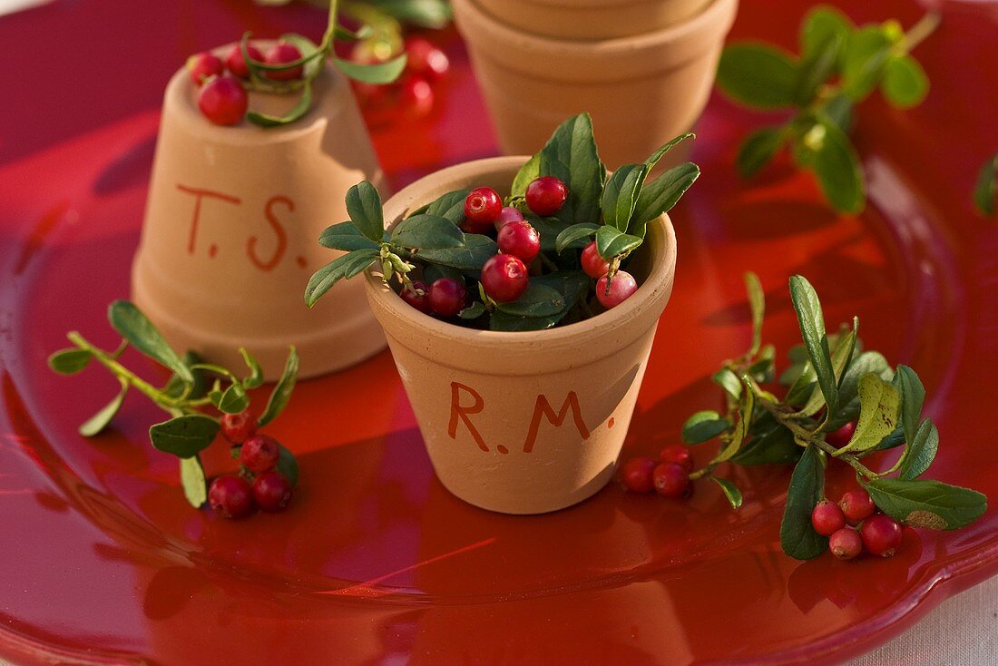 Cranberries in terracotta pots