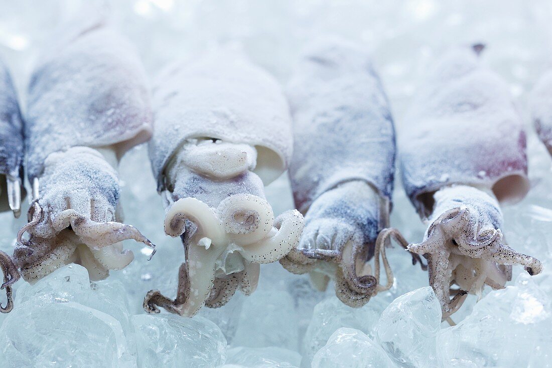 Frozen squid
