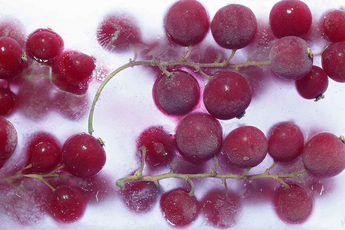 Redcurrants frozen in a block of ice (close-up)