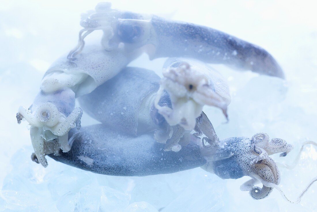 Frozen squid