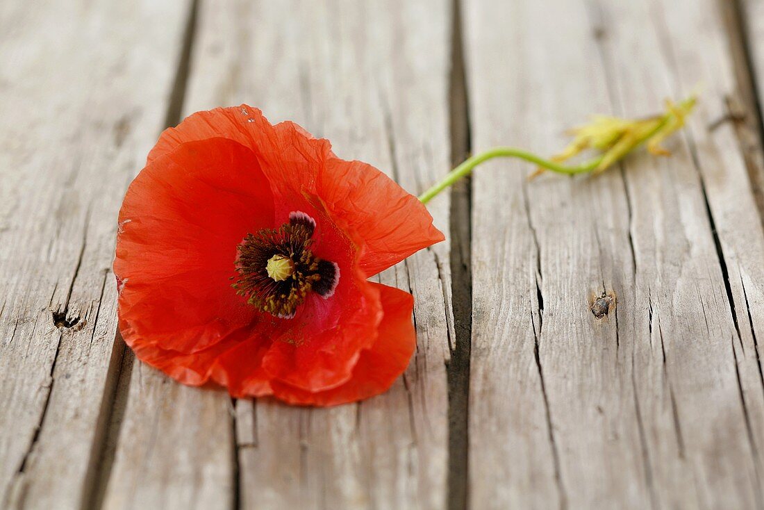 A poppy on a wooden background