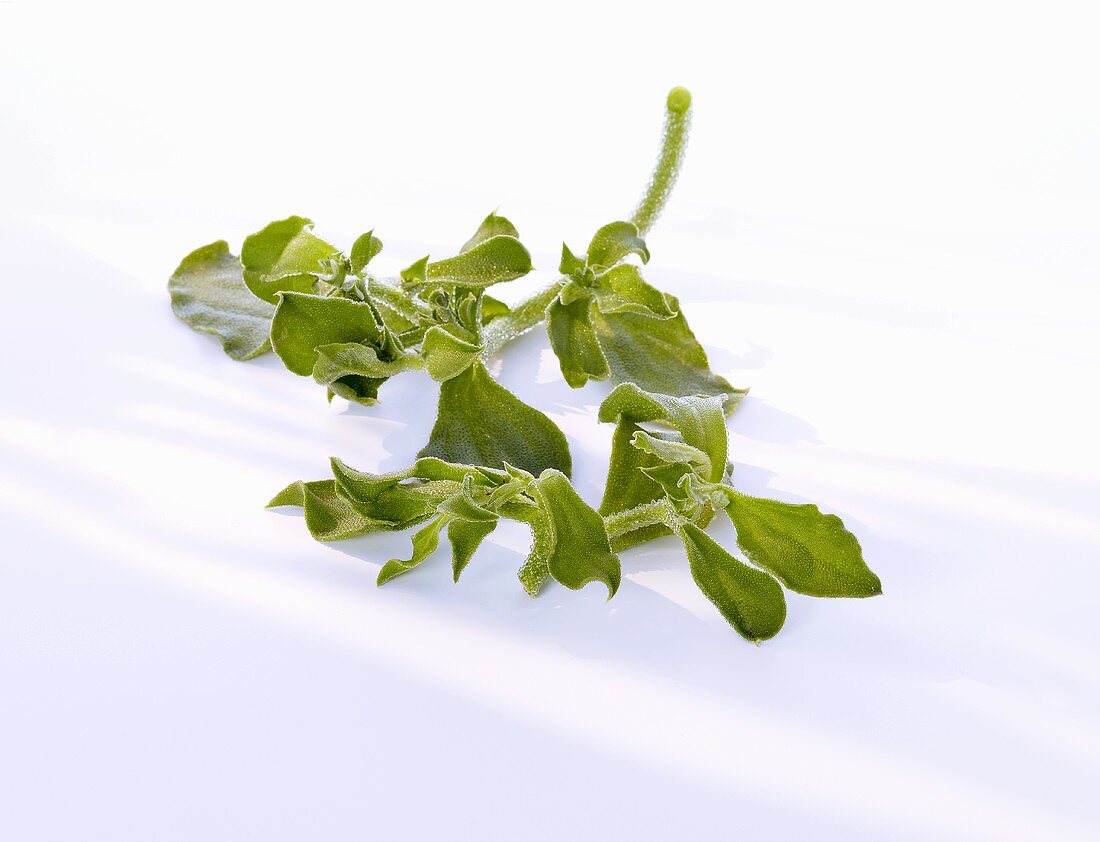 Ice plant on white background