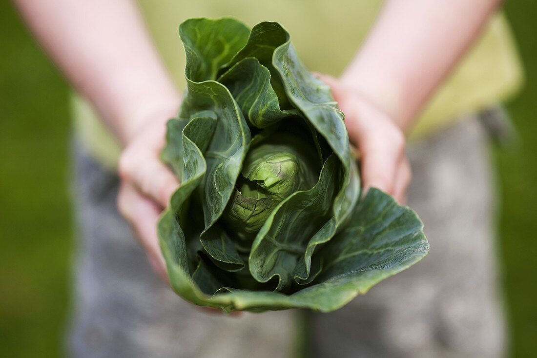 Hands holding pointed cabbage