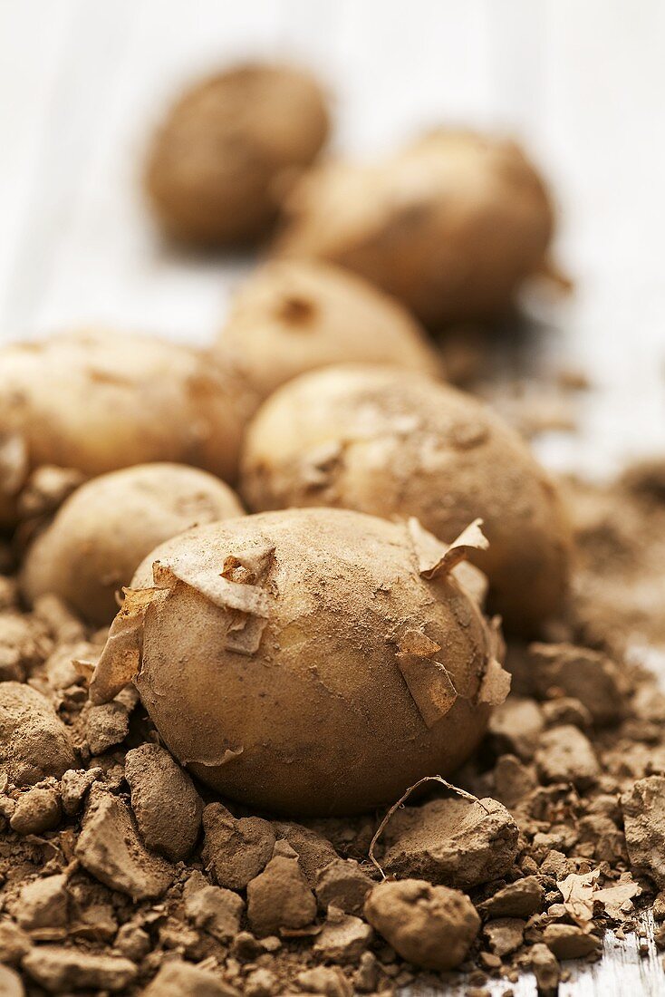 Fresh potatoes with soil