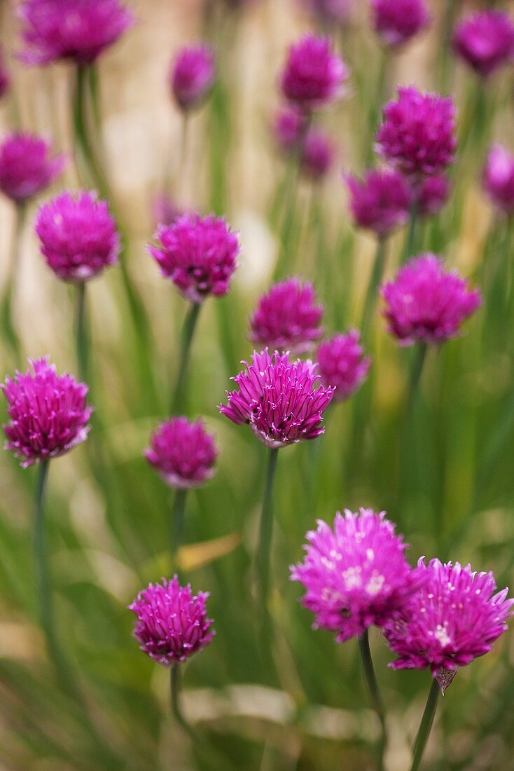 Schnittlauch mit Blüten