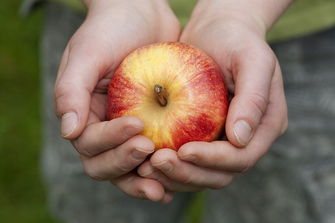 Hands holding fresh apple