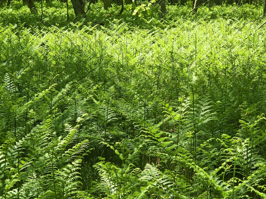 Ferns in a wood
