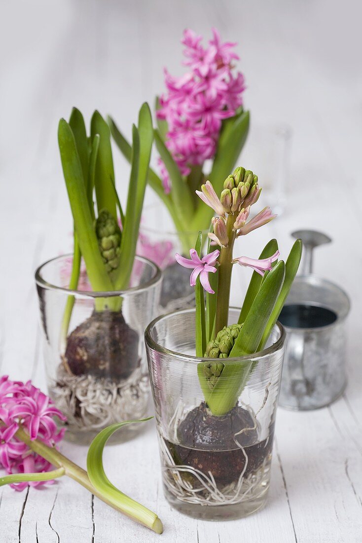 Hyacinths with bulbs and roots