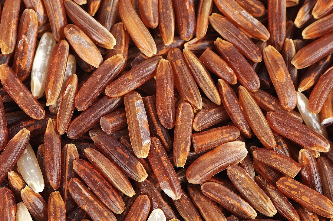 Whole-grain red rice (Oryza sativa)