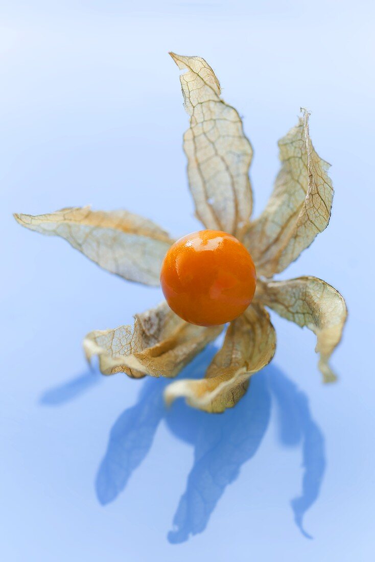 A physalis with husk