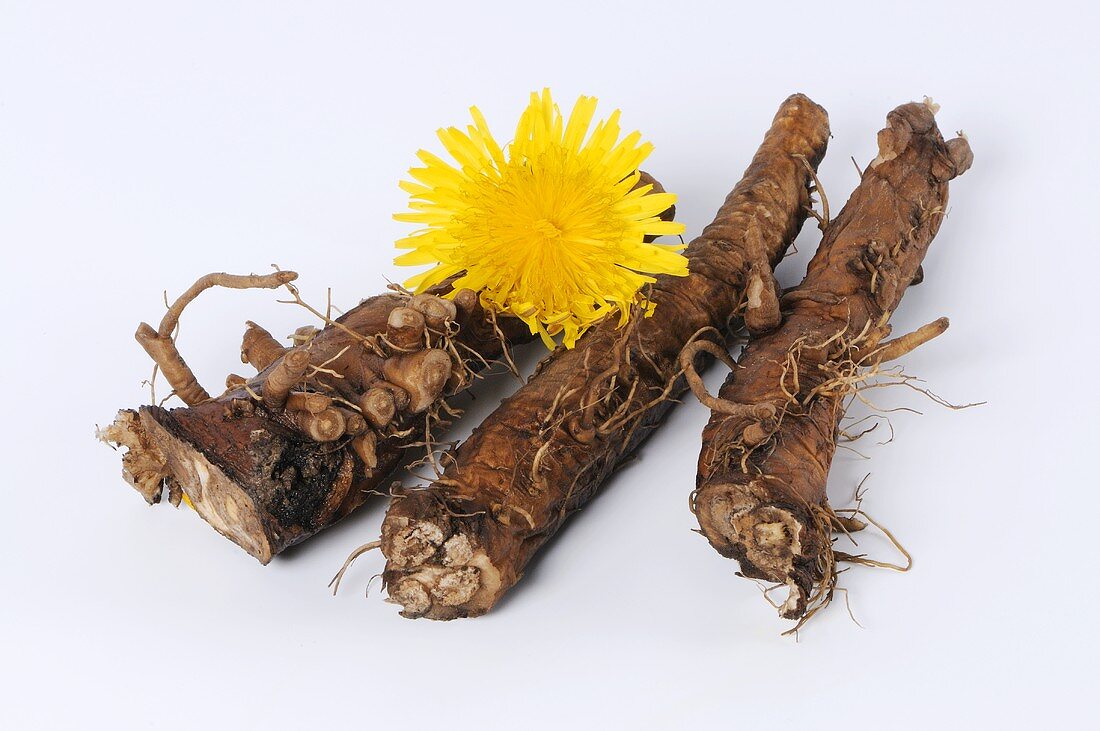 Dandelion roots with dandelion flower