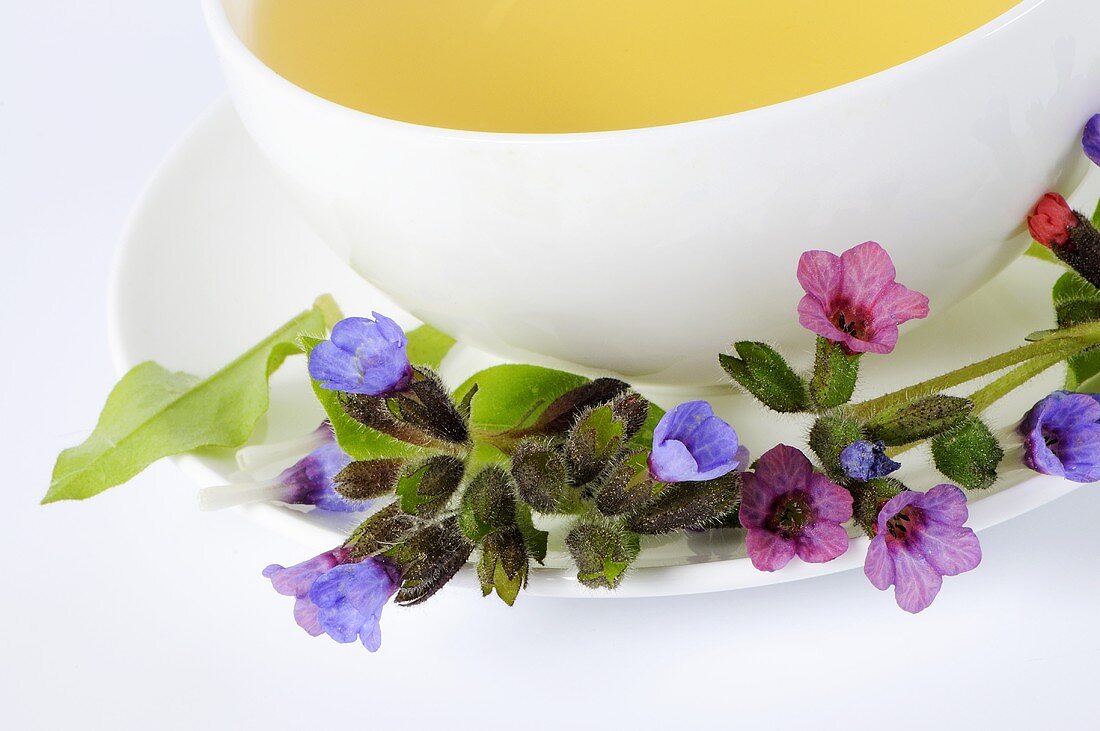 A cup of lungwort tea with fresh flowers