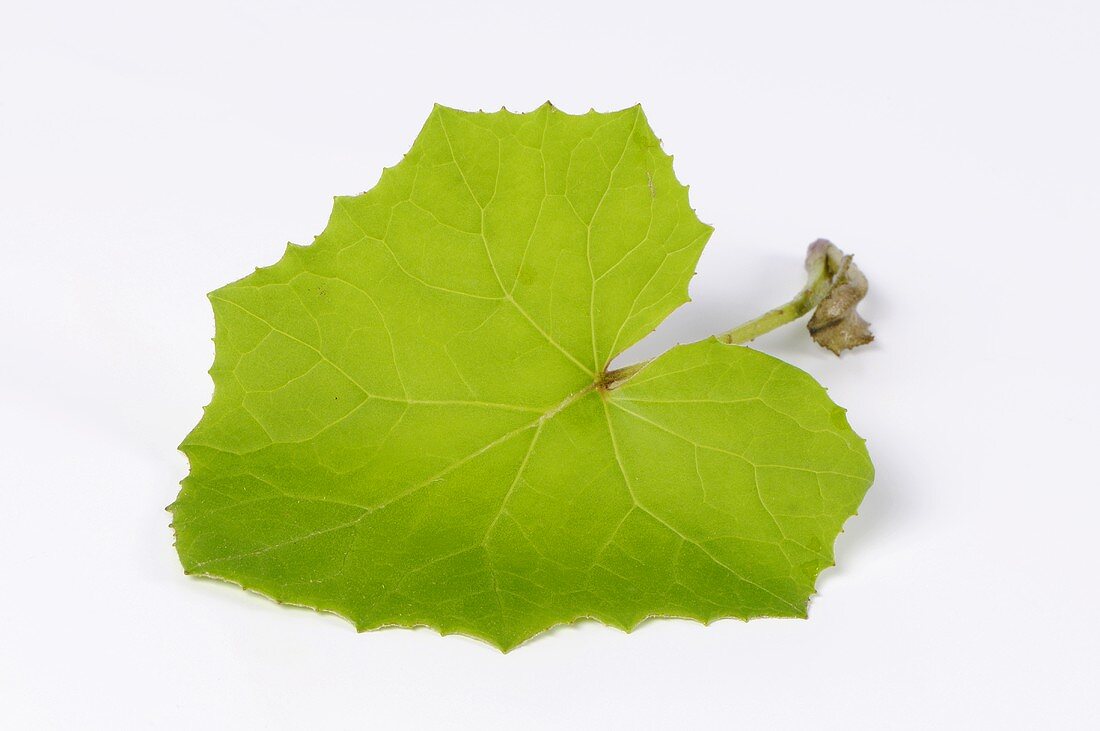 A coltsfoot leaf