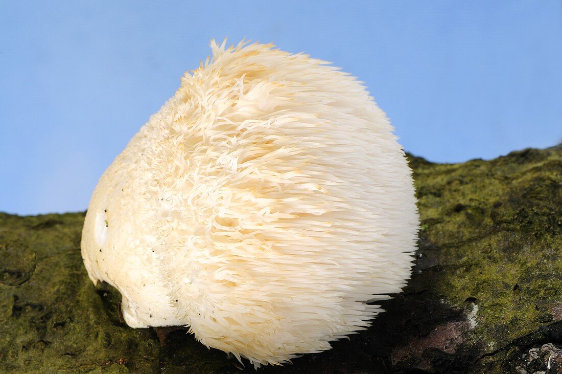 Lion's mane mushroom (Hericium erinaceus) on tree trunk