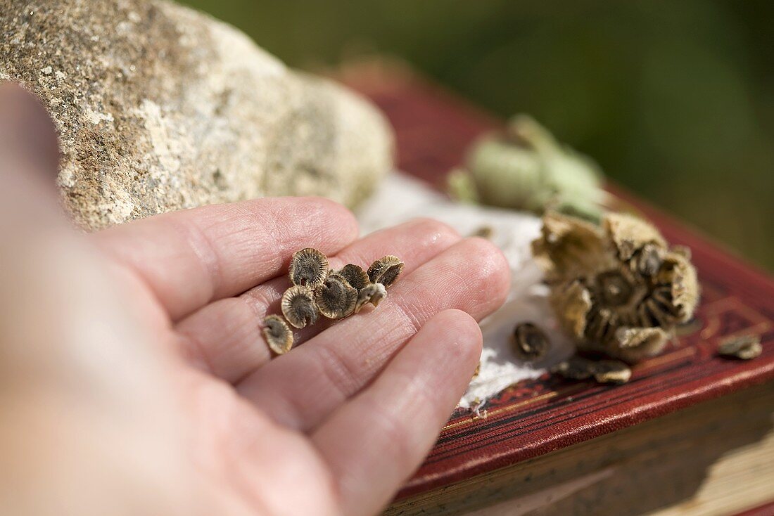 Hollyhock seeds in someone's hand