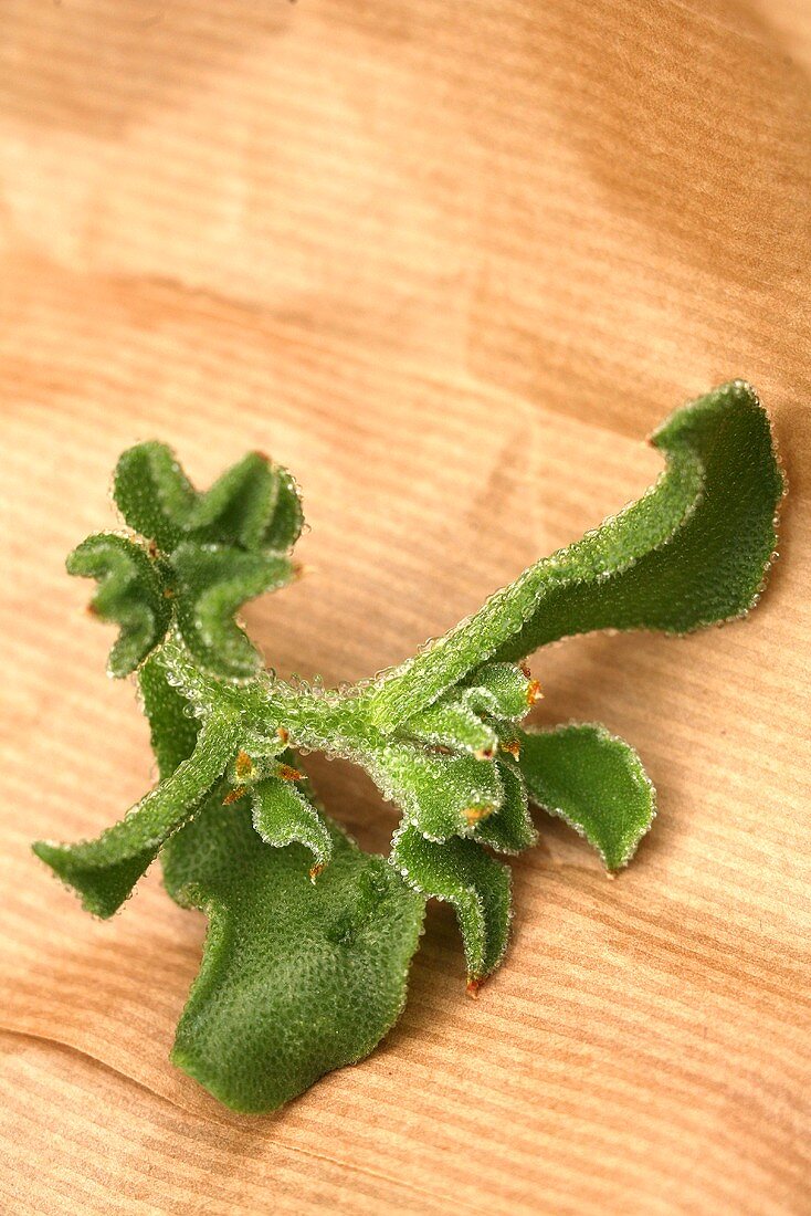 Ice plant on paper (close-up)