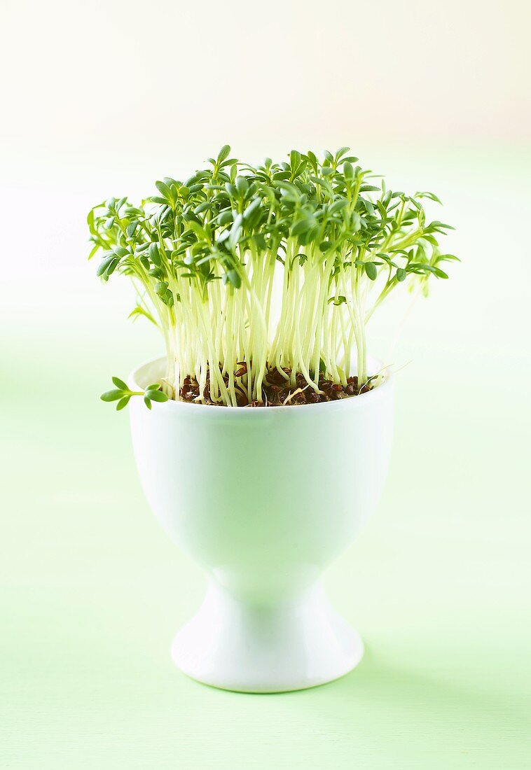 Cress growing in an egg cup