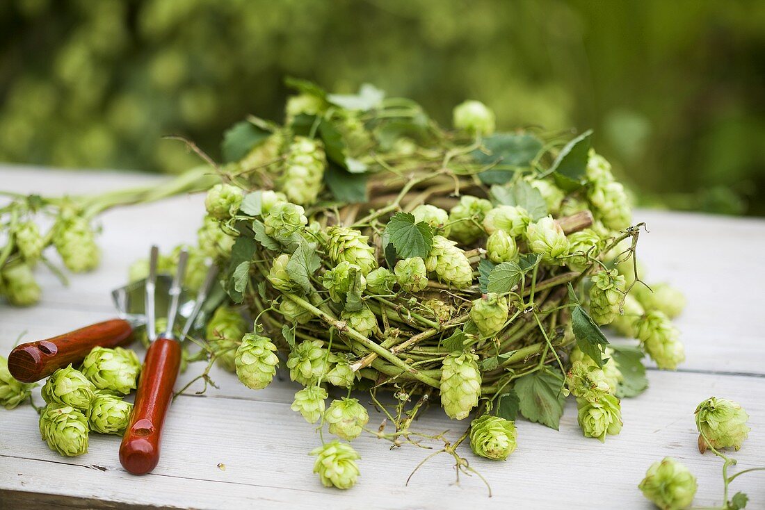 Ein Hopfenkränzchen