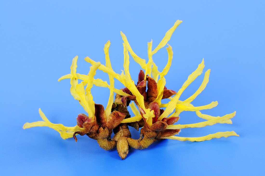 Arnold promise witch hazel (Hamamelis intermedia)