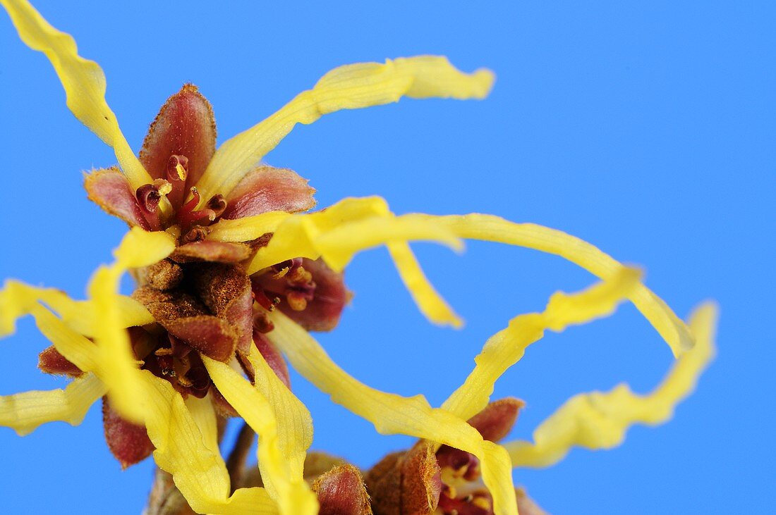 Arnold Promise witch-hazel (Hamamelis intermedia)