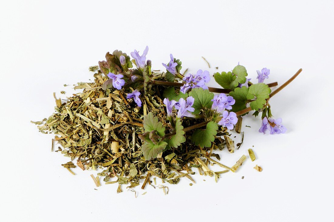 Ground ivy, fresh and dried (Glechoma hederacea)