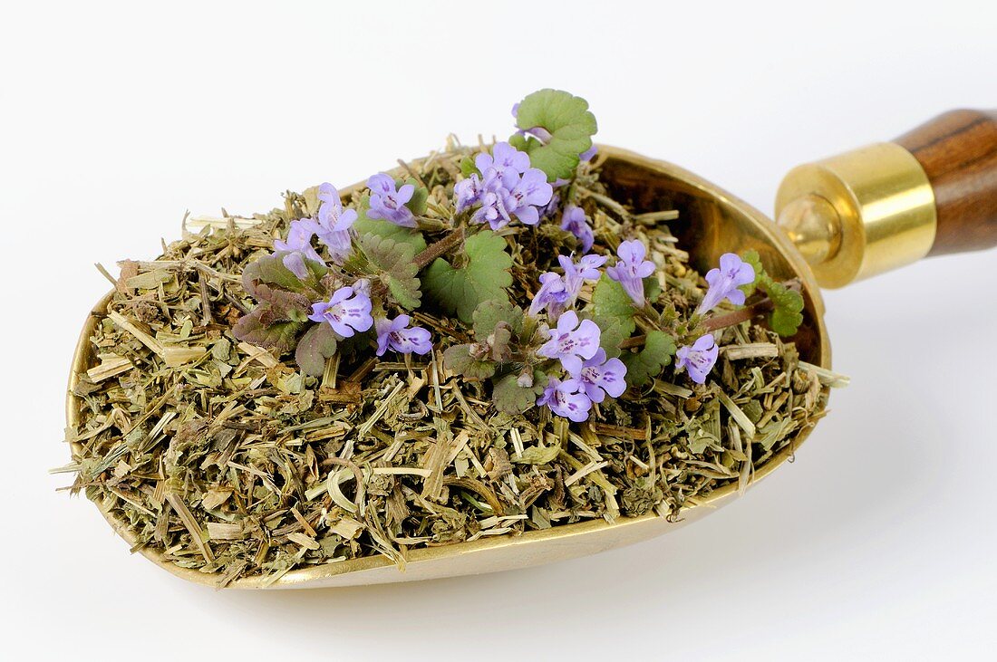 Ground ivy, fresh and dried (Glechoma hederacea) in scoop